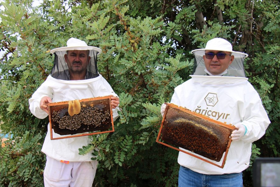 Erdemli’de Keçiboynuzu Çiçeği Balı Sağımına Başlandı