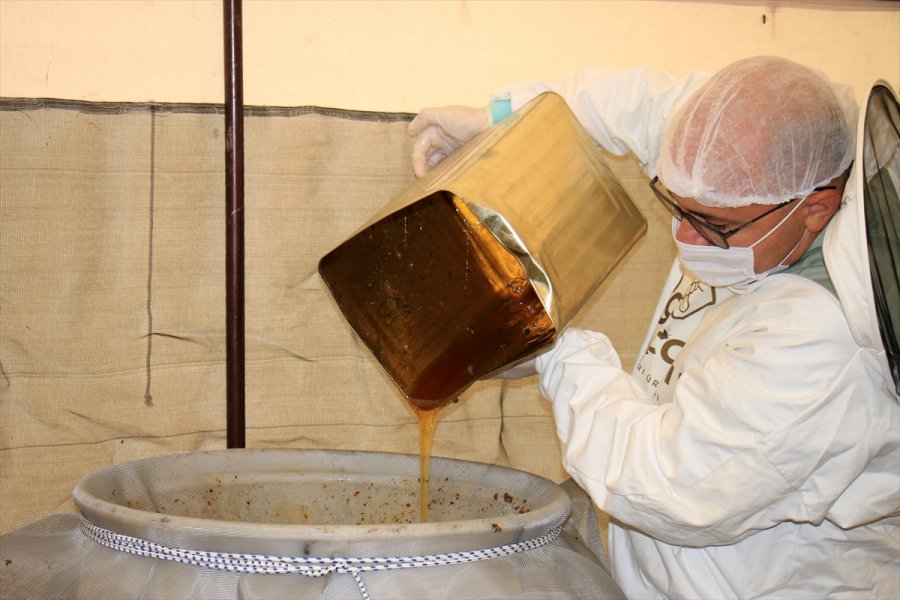 Erdemli’de Keçiboynuzu Çiçeği Balı Sağımına Başlandı