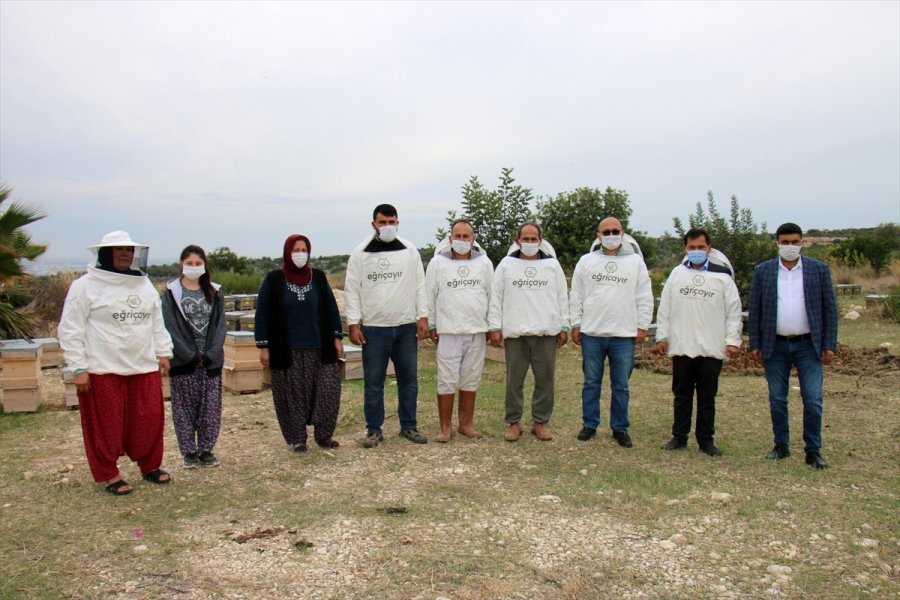 Erdemli’de Keçiboynuzu Çiçeği Balı Sağımına Başlandı