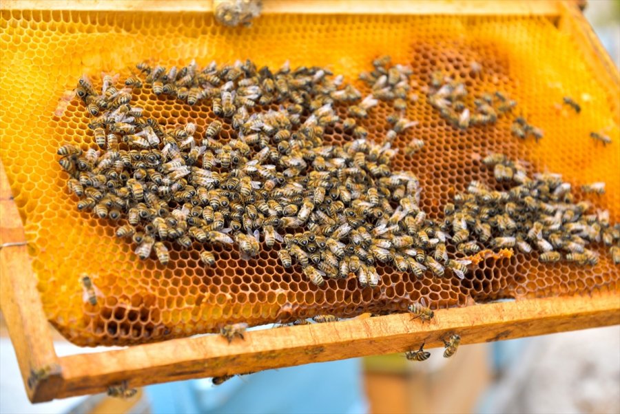 Kayseri'nin Özvatan Çiçek Balı Tescillendi