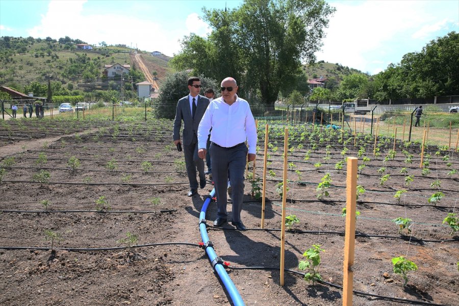 Keçiören Belediyesi Kış Bostanından İlk Hasadı Bekliyor
