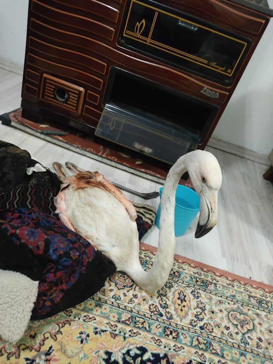 Antalya'da Yaralı Bulunan Flamingo Koruma Altına Alındı