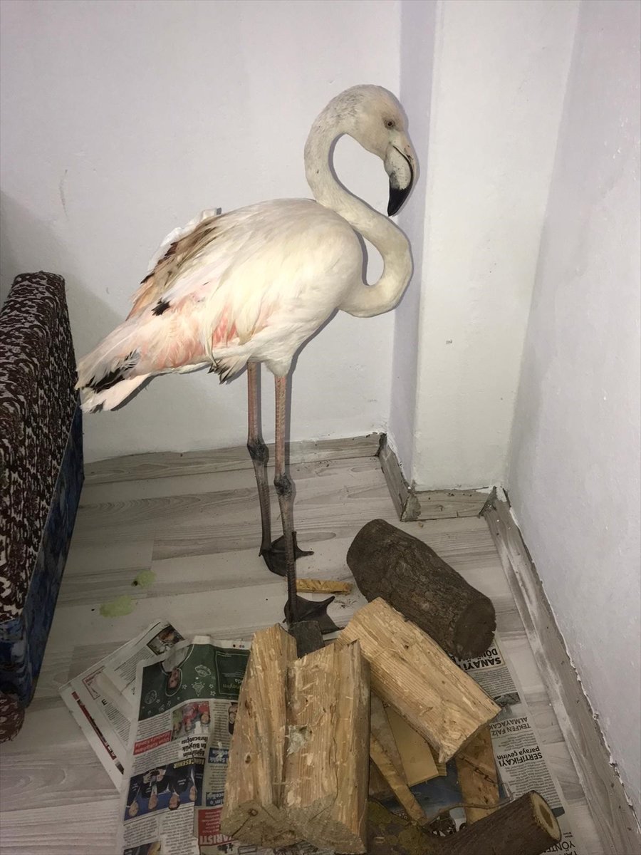 Antalya'da Yaralı Bulunan Flamingo Koruma Altına Alındı