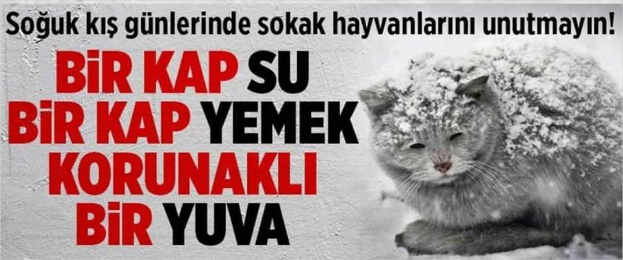 Güdül'de Sokak Hayvanları İçin 