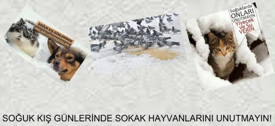 Güdül'de Sokak Hayvanları İçin 
