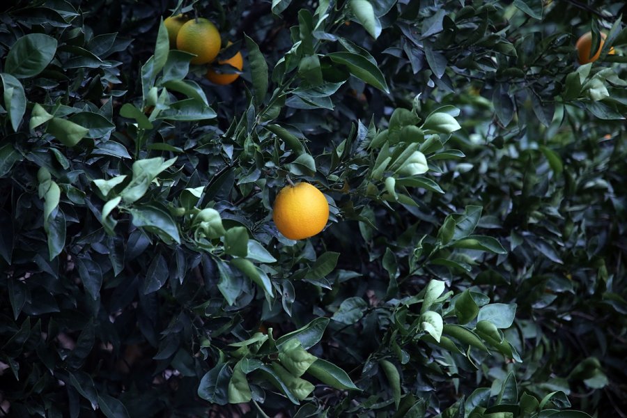 Narenciyede Sıcaklık Zararının Tarsim Kapsamına Alınması Sektör Temsilcilerini Sevindirdi