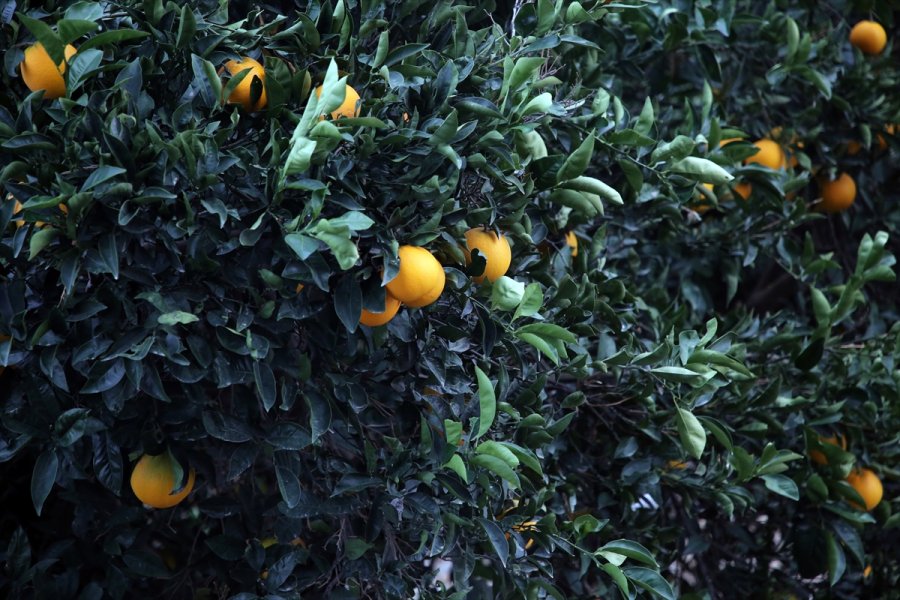 Narenciyede Sıcaklık Zararının Tarsim Kapsamına Alınması Sektör Temsilcilerini Sevindirdi