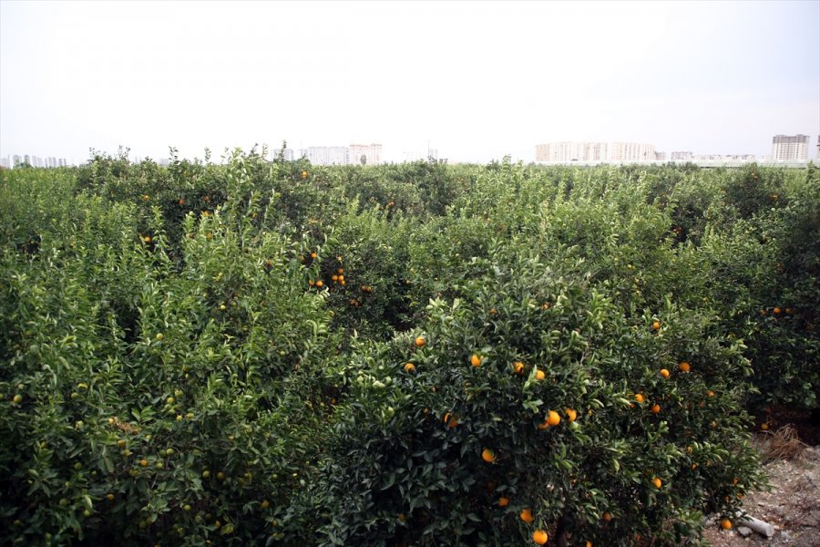 Narenciyede Sıcaklık Zararının Tarsim Kapsamına Alınması Sektör Temsilcilerini Sevindirdi