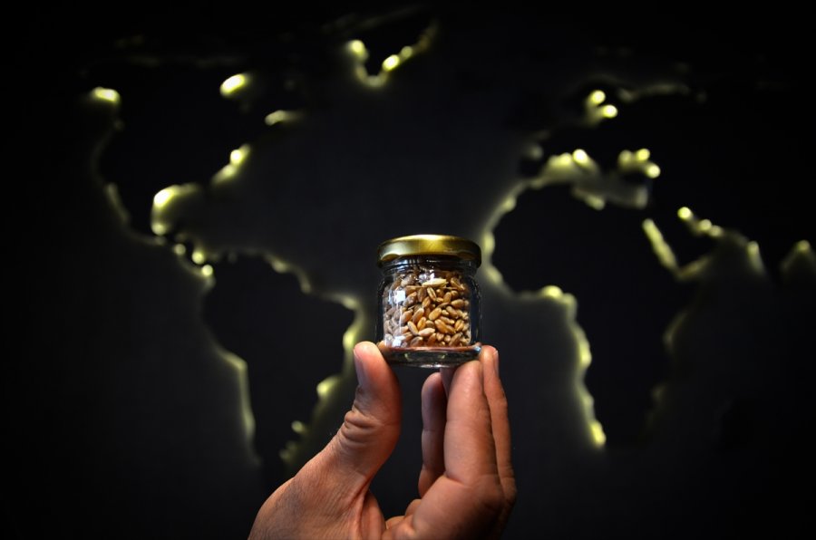 Ata Tohumları Tarımda Dışa Bağımlılığı Bitirecek