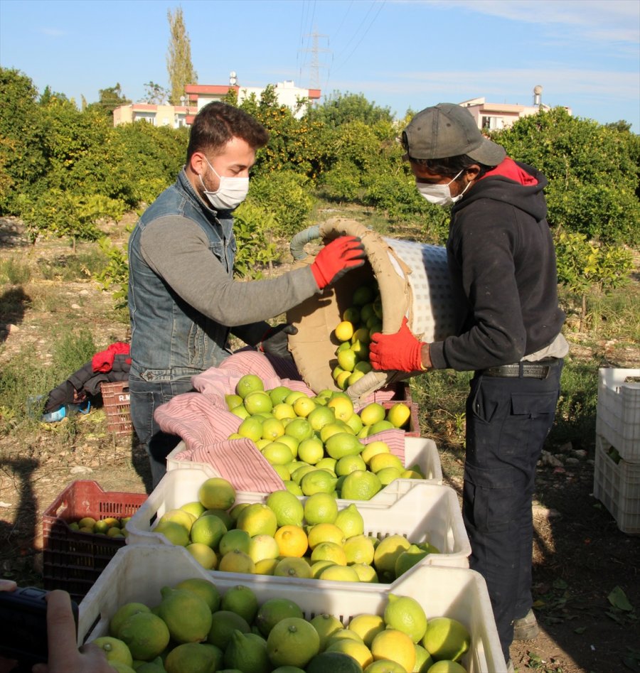 Mersin'de Lamas Limonu Hasadına Başlandı