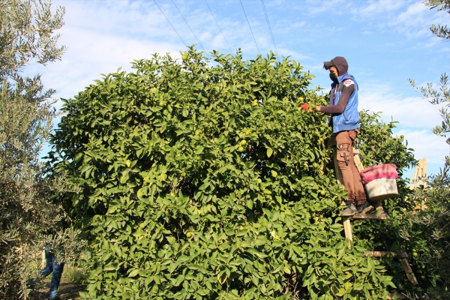 Mersin'de Lamas Limonu Hasadına Başlandı