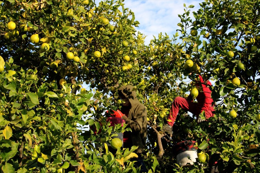 Mersin'de Lamas Limonu Hasadına Başlandı