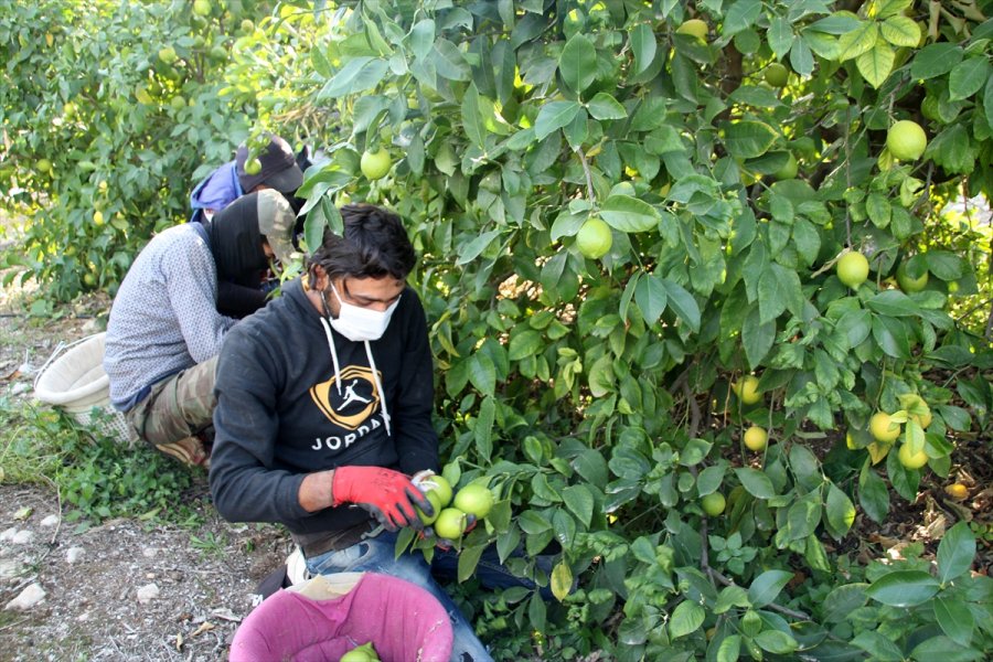 Mersin'de Lamas Limonu Hasadına Başlandı