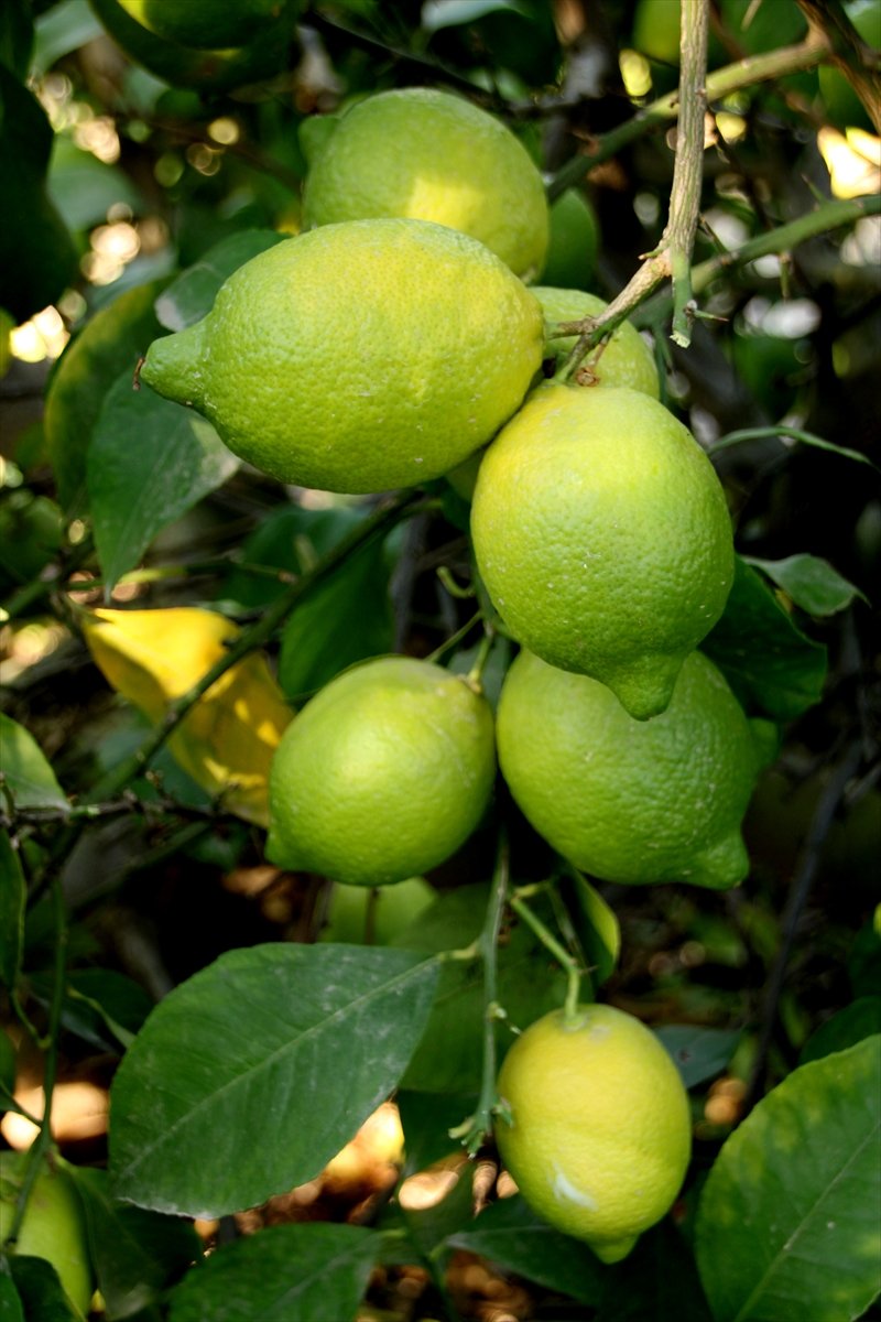 Mersin'de Lamas Limonu Hasadına Başlandı