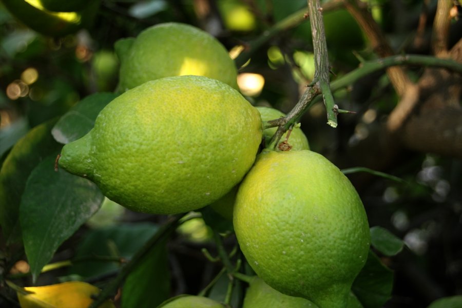 Mersin'de Lamas Limonu Hasadına Başlandı