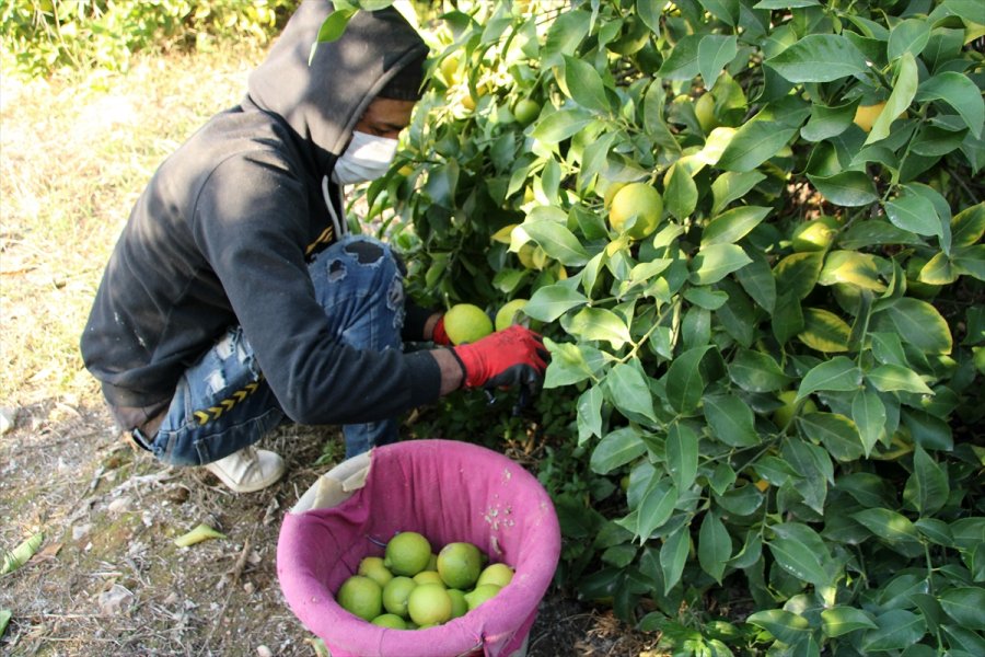 Mersin'de Lamas Limonu Hasadına Başlandı