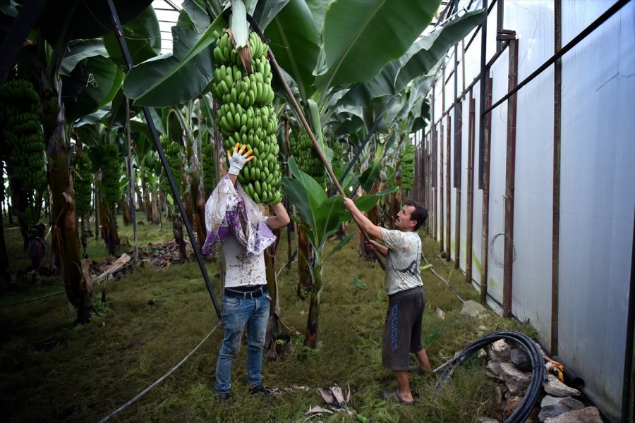 Muz Üreticileri Devlet Desteklerinden Memnun