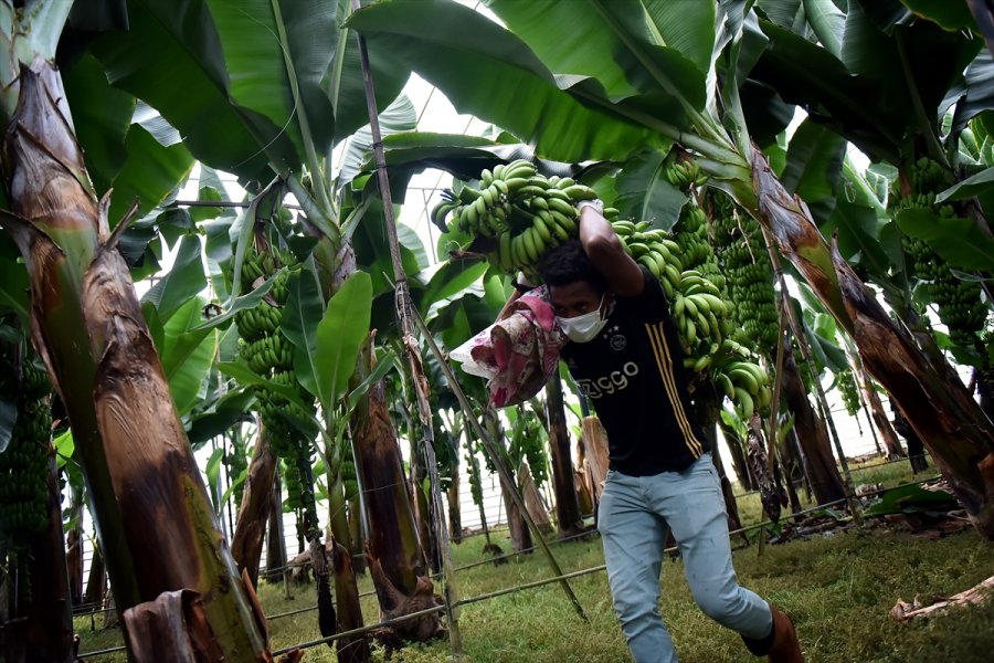 Muz Üreticileri Devlet Desteklerinden Memnun