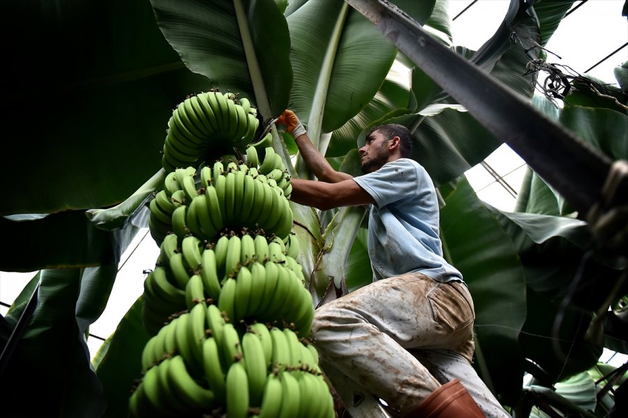 Muz Üreticileri Devlet Desteklerinden Memnun