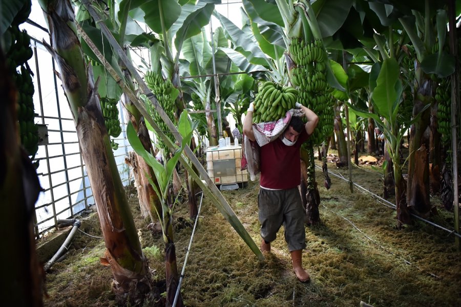 Muz Üreticileri Devlet Desteklerinden Memnun