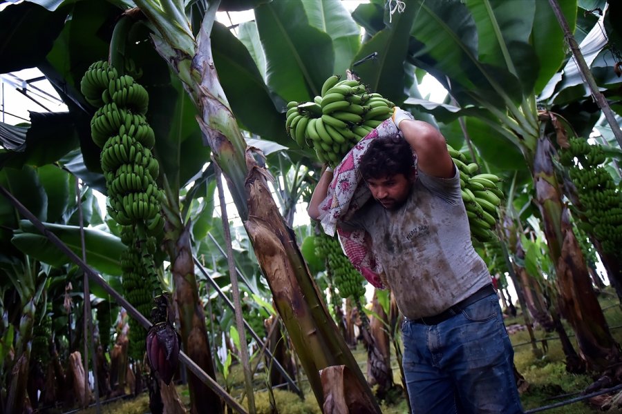 Muz Üreticileri Devlet Desteklerinden Memnun