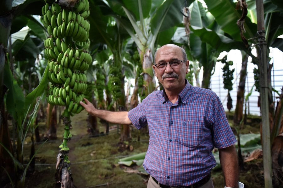 Muz Üreticileri Devlet Desteklerinden Memnun