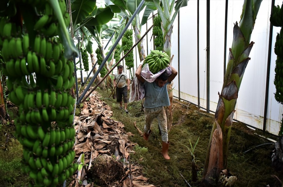 Muz Üreticileri Devlet Desteklerinden Memnun