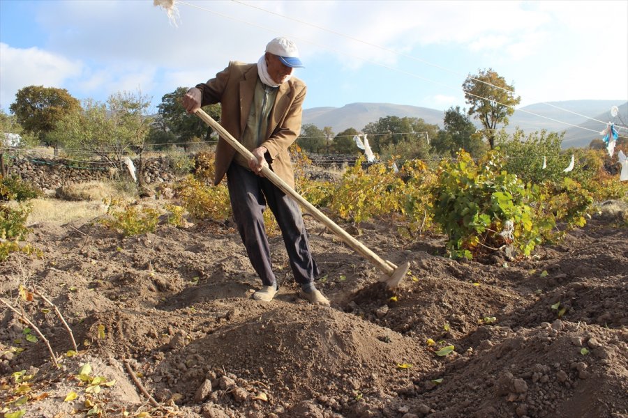 88 Yaşındaki Aşır Dede, Azmiyle Gençlere Taş Çıkartıyor
