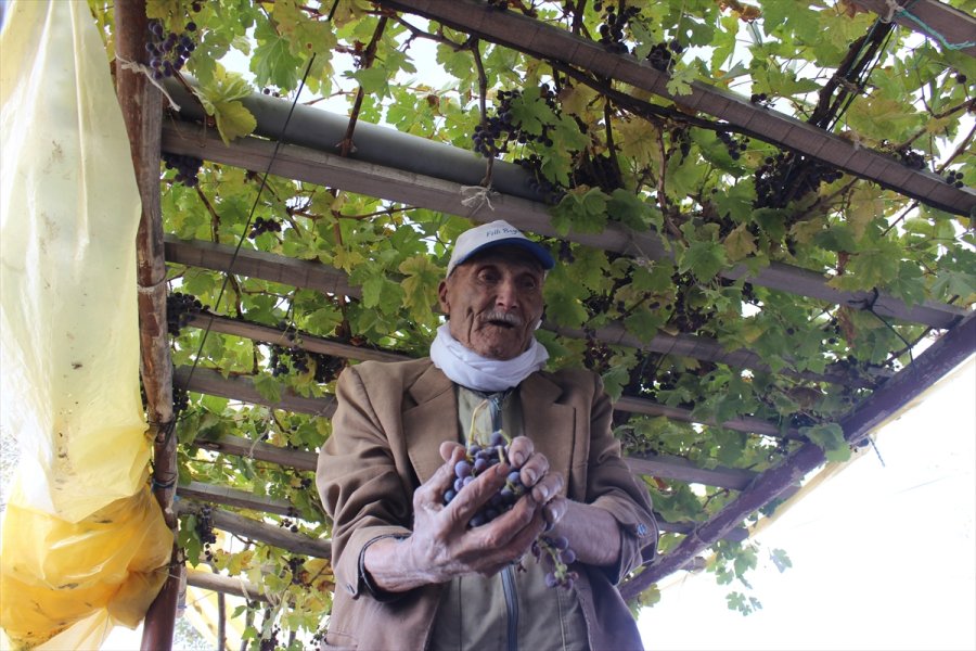 88 Yaşındaki Aşır Dede, Azmiyle Gençlere Taş Çıkartıyor