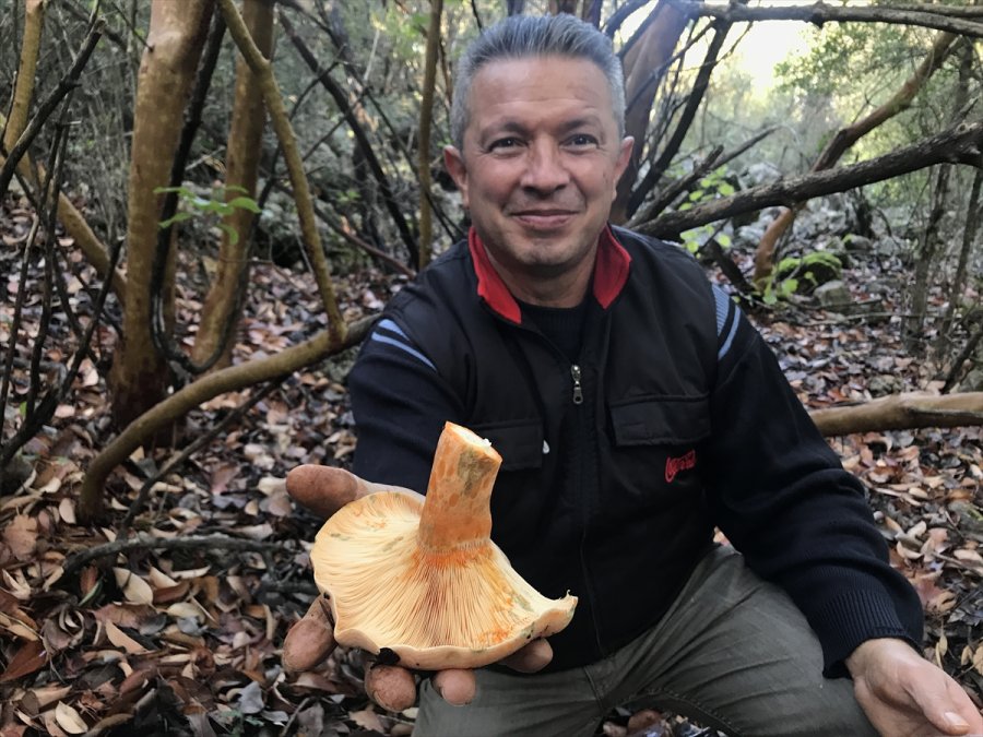 Kaş'ta Mantarlar Doğada Yüzünü Göstermeye Başladı