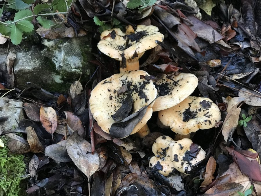 Kaş'ta Mantarlar Doğada Yüzünü Göstermeye Başladı