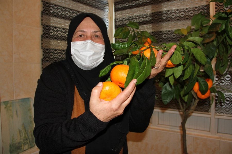Kayseri'de Bir Aile, Evlerindeki Saksıda Yetiştirdiği Mandalinaları Ak Partili Özhaseki İle Topladı