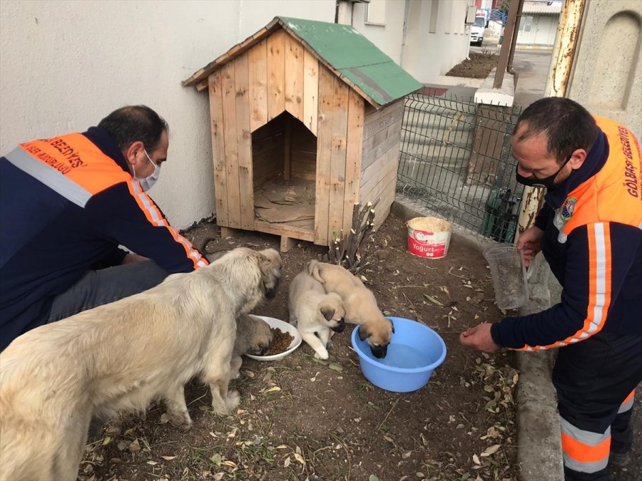 Gölbaşı Belediyesi Çalışanları Sokak Köpeği 