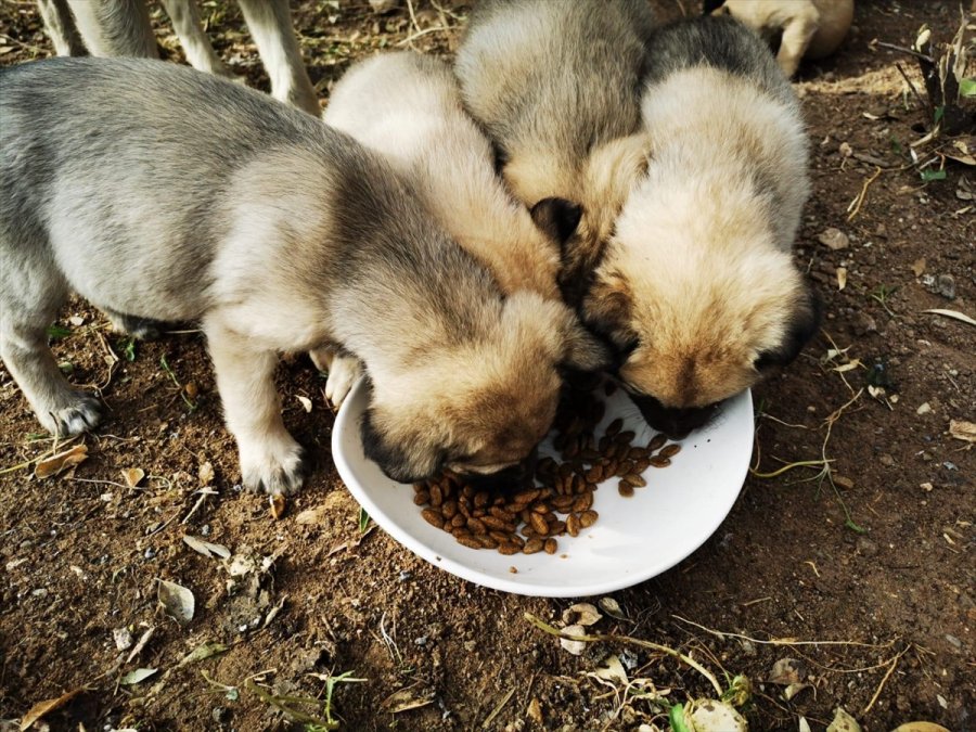 Gölbaşı Belediyesi Çalışanları Sokak Köpeği 