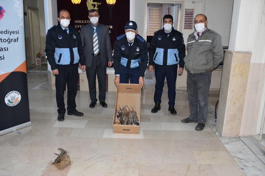 Konya'da Yaralı Halde Bulunan Baykuş Ve Kızıl Şahin Tedavi Altına Alındı
