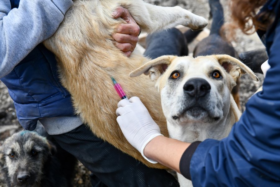 Başkentte Hayvan Barınaklarındaki