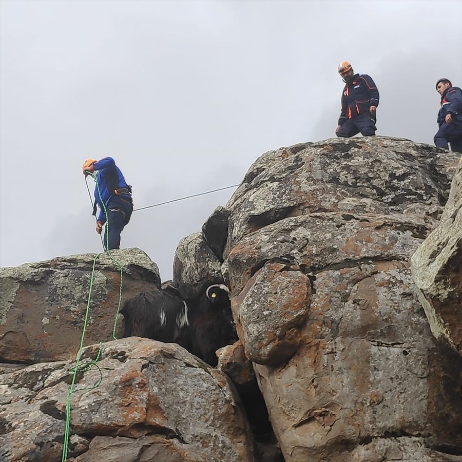 Kayalıkta Sıkışan Keçileri Afad Ekipleri Kurtardı