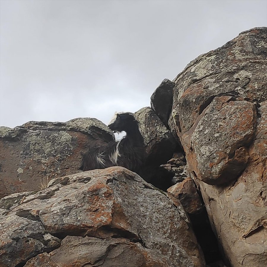 Kayalıkta Sıkışan Keçileri Afad Ekipleri Kurtardı