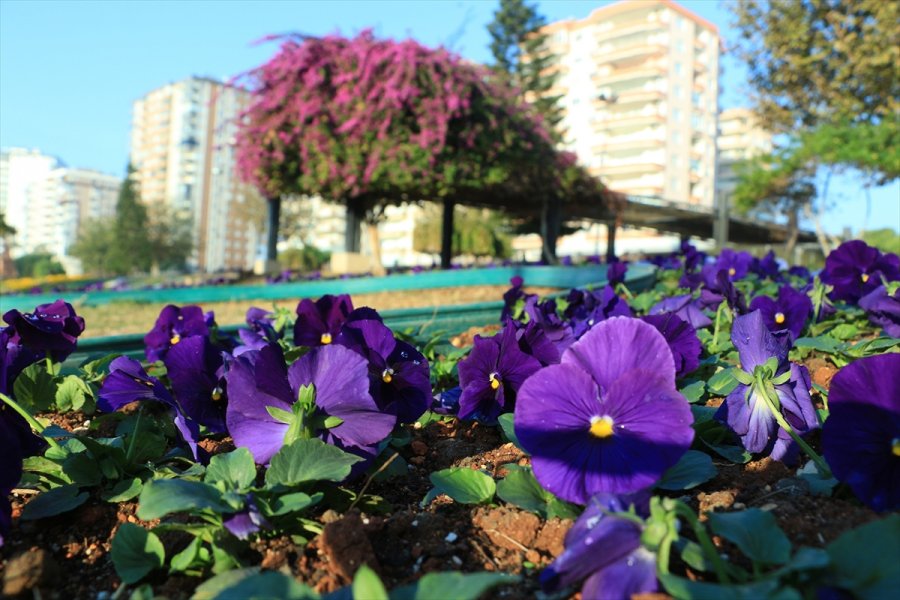 Mersin'de 430 Bin Çiçek Toprakla Buluştu