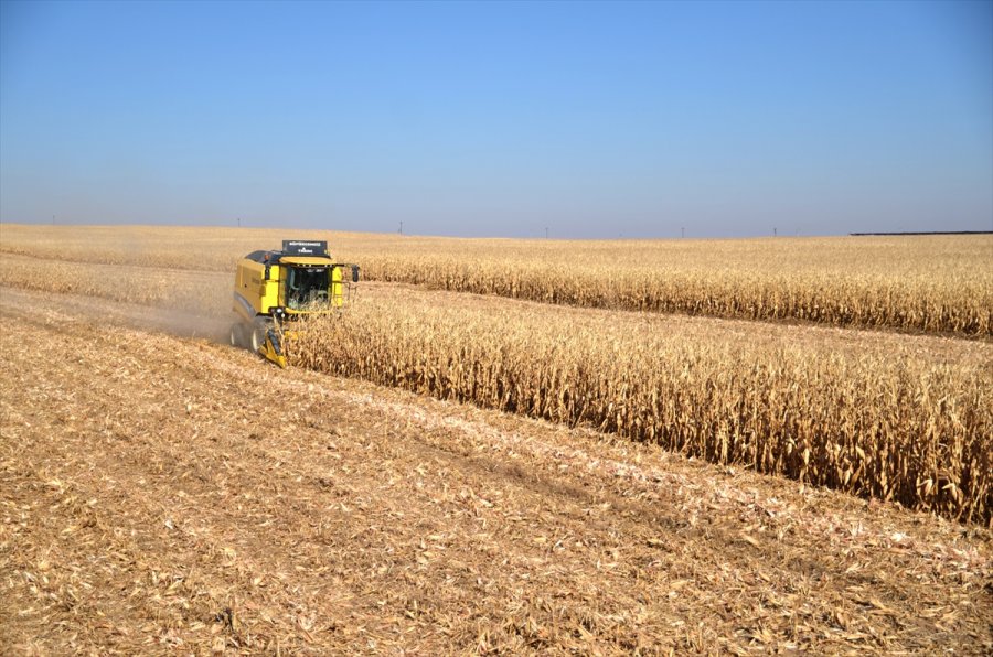 Mısır, Fiyatıyla Çiftçinin Yüzünü Güldürdü