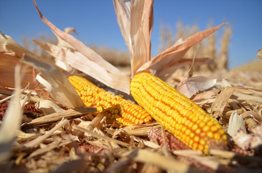 Mısır, Fiyatıyla Çiftçinin Yüzünü Güldürdü