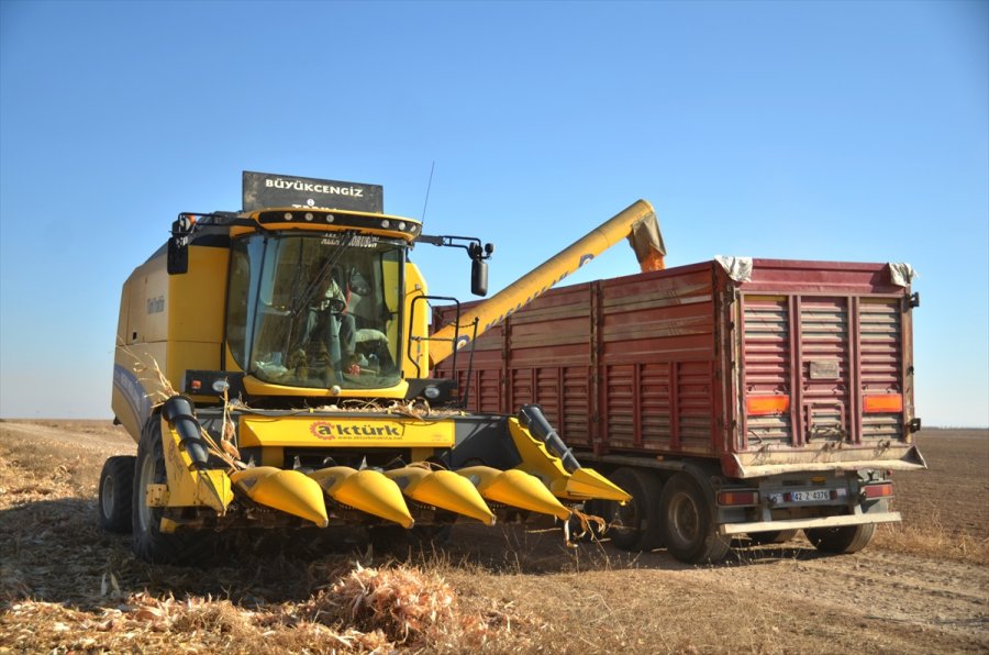 Mısır, Fiyatıyla Çiftçinin Yüzünü Güldürdü