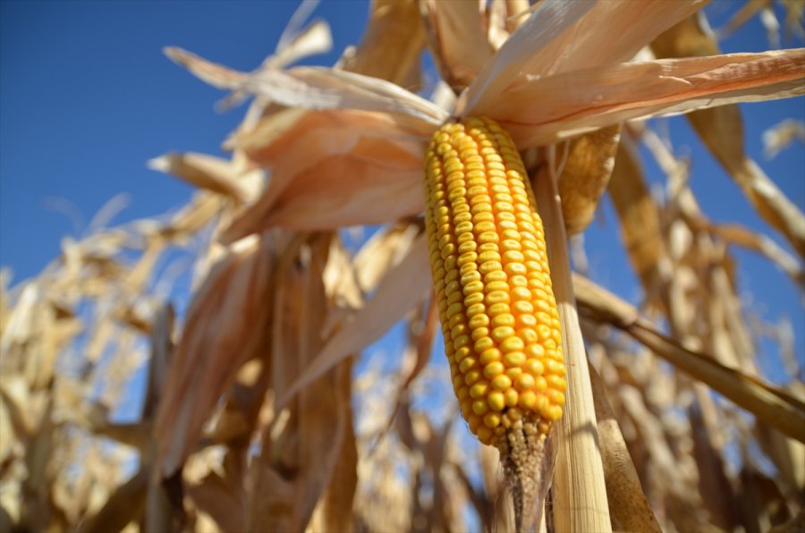 Mısır, Fiyatıyla Çiftçinin Yüzünü Güldürdü