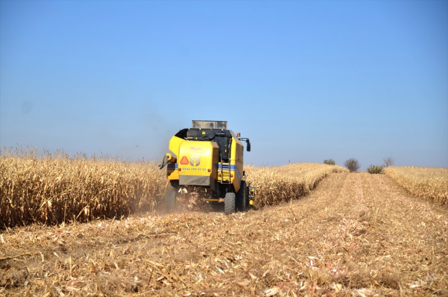 Mısır, Fiyatıyla Çiftçinin Yüzünü Güldürdü