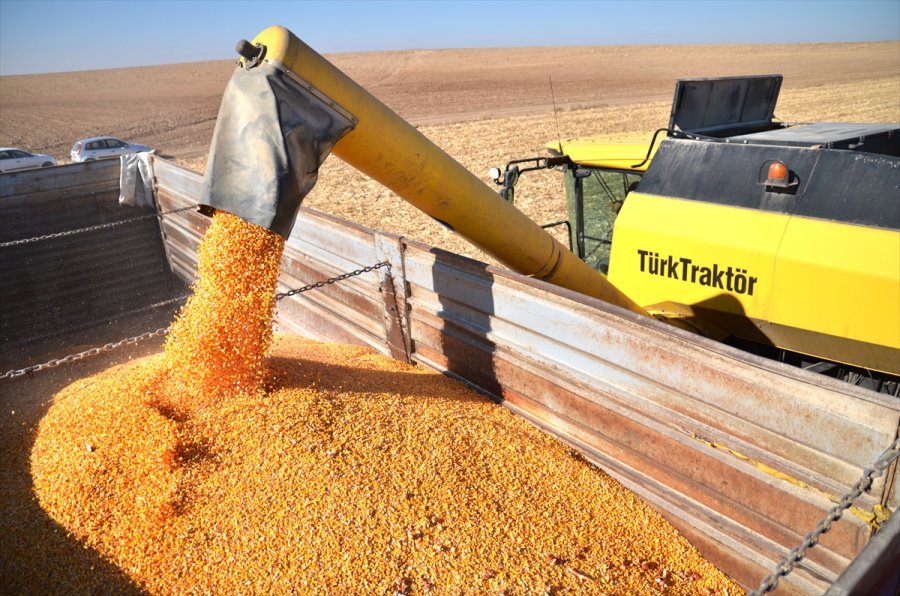 Mısır, Fiyatıyla Çiftçinin Yüzünü Güldürdü