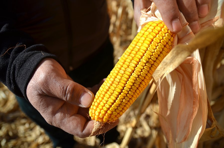 Mısır, Fiyatıyla Çiftçinin Yüzünü Güldürdü