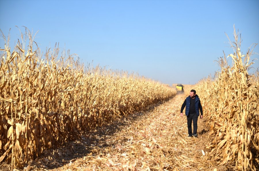 Mısır, Fiyatıyla Çiftçinin Yüzünü Güldürdü