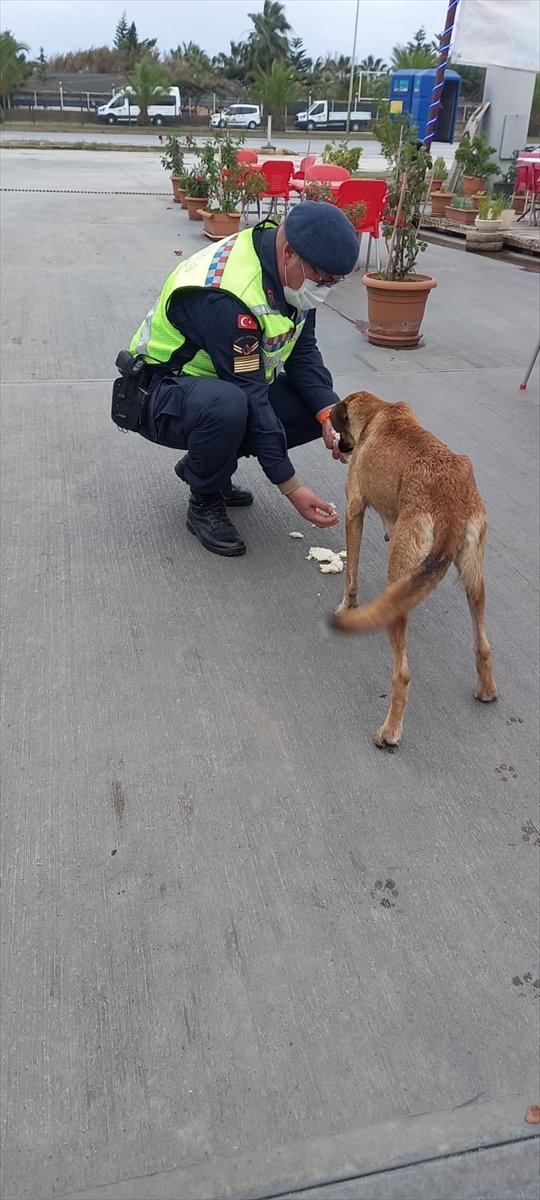Antalya'da Jandarma Sokak Hayvanlarını Unutmadı