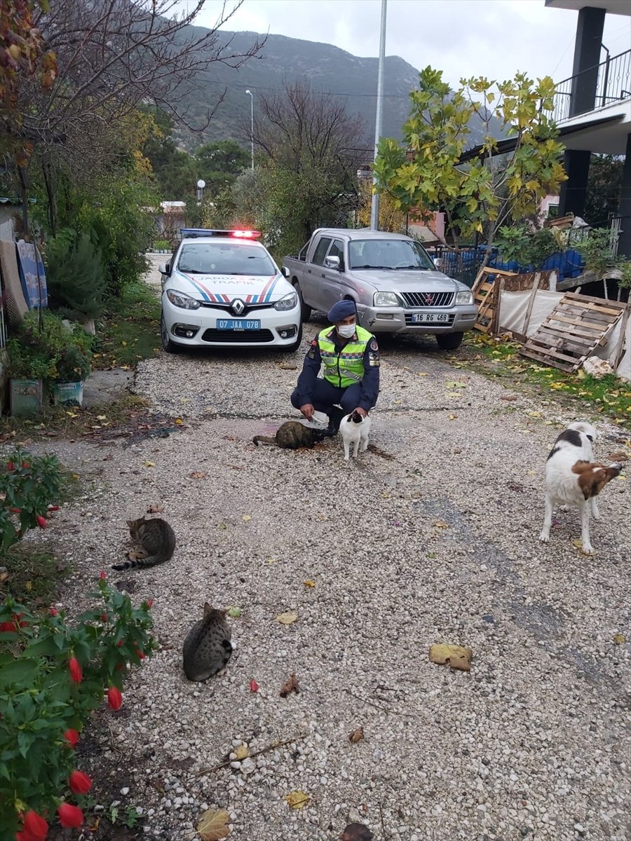 Antalya'da Jandarma Sokak Hayvanlarını Unutmadı