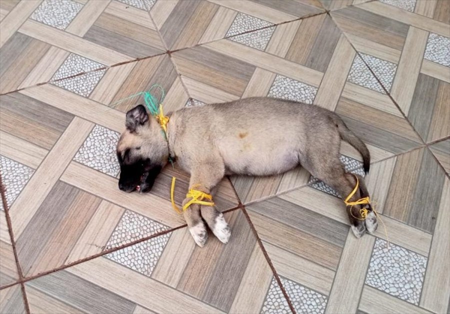 Kayseri'de Ayakları Ve Boğazı Bağlanmış Yavru Köpek Ölüsü Bulundu